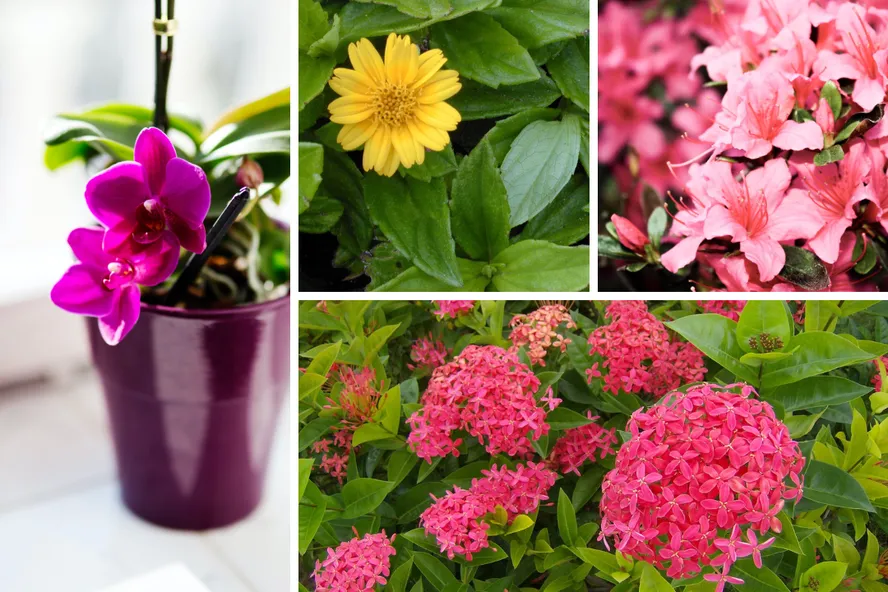 15 plantas fáceis de cuidar para iniciantes